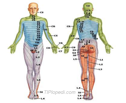 Dermatomlar