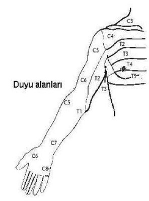 Brakial pleksus innervasyon.png